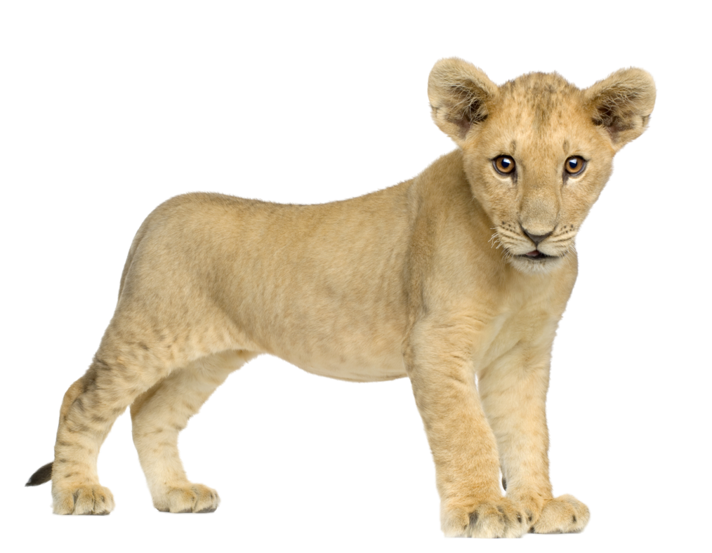 there's supposed to be a lion